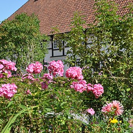 Einer der Gärten mit einer blühenden Blume im Vordergrund, im Hintergrund hinter den Sträuchern eines der Häuser im Paderborner Dorf.