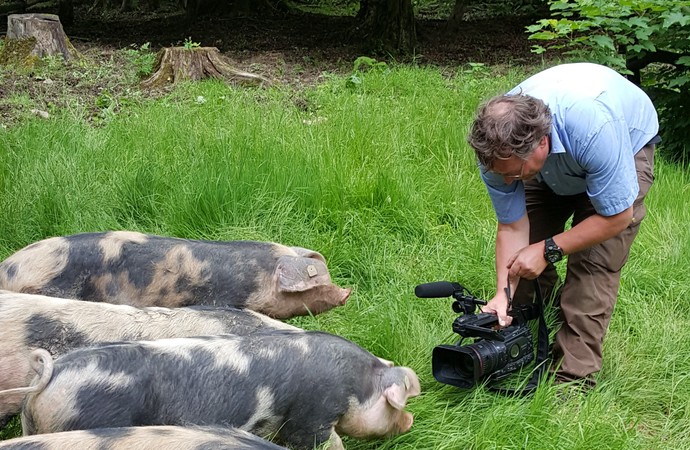 Ein Mann mit einer Filmkamera filmt Bentheimer Schweine und hält die Kamera ganz nah vor die Schweine.