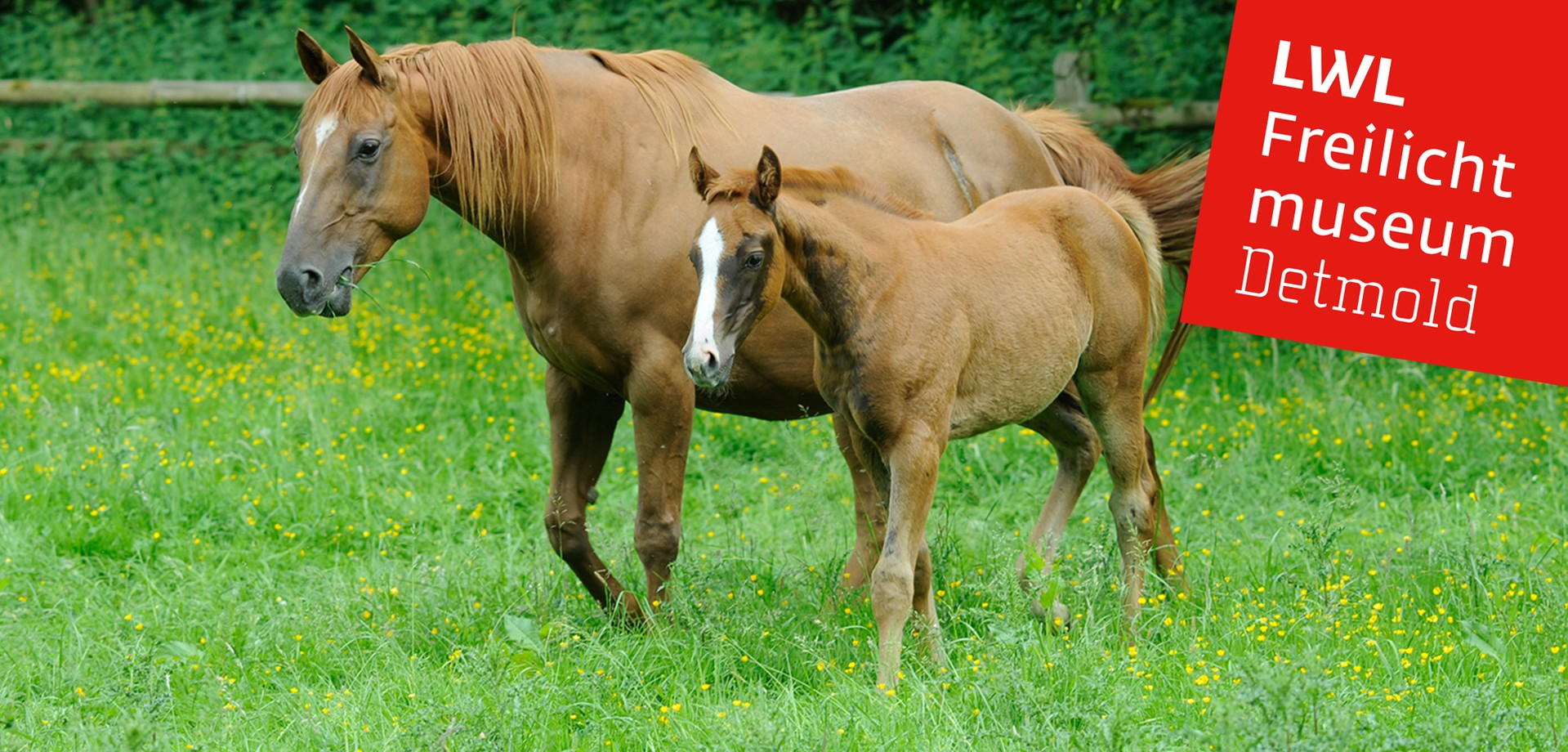 Zwei Senner Pferde. Eine Stute mit ihrem Fohlen auf einer Wiese.