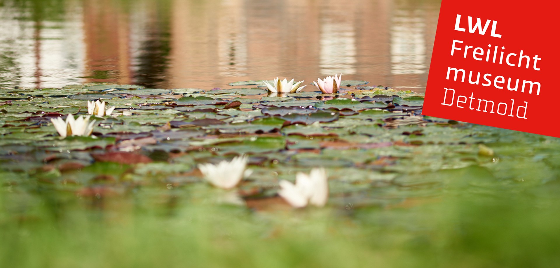 Unseren Teich mit blühenden Seerosen