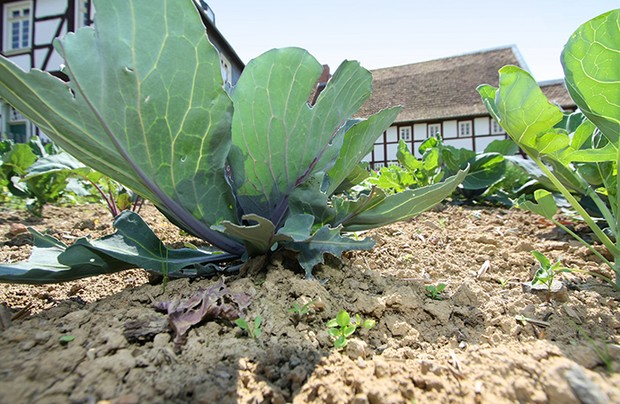 Großaufnahme von einem Rotkohl im Garten mit Erde drumherum. Im Hintergrund ist ein Fachwerkhaus zu sehen.