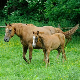 Zwei Senner Pferde. Eine Stute mit ihrem Fohlen auf einer Wiese.