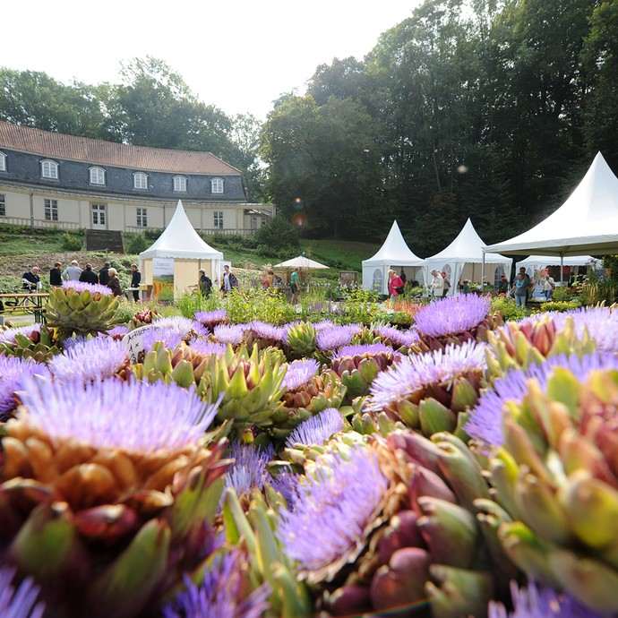 Ein Meer aus lila blühenden Artischocken und Blumen vor dem Krummen Haus, einem historischen Gebäude (Enlarged picture view opens)
